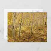 《植物》アスペンの木々の秋 ポストカード (正面/裏面)