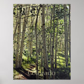 《植物》アスペンの木々の美しい林Crested Butte Po ポスター (正面)