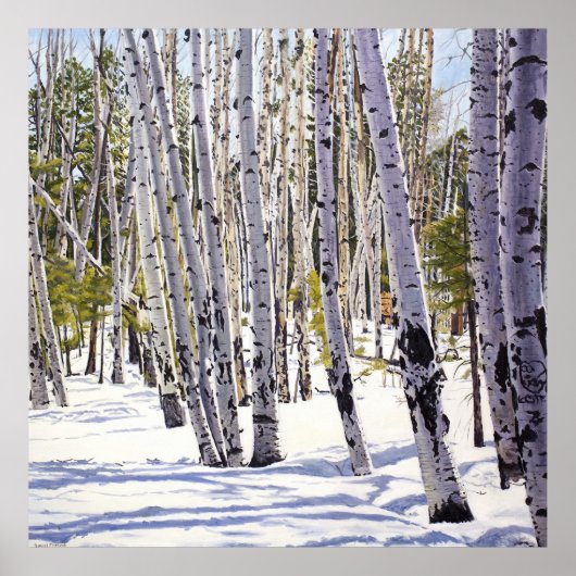 《植物》アスペンの木々 ポスター (正面)
