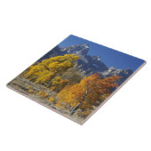 《植物》アスペンの木とテトン山脈 タイル (側面)