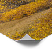 《植物》アスペンの木とテトン山脈 ポスター (角)