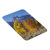 《植物》アスペンの木とテトン山脈 マグネット (右側)