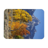 《植物》アスペンの木とテトン山脈 マグネット (横)