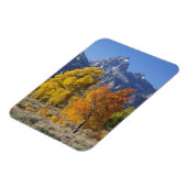 《植物》アスペンの木とテトン山脈 マグネット (左側)