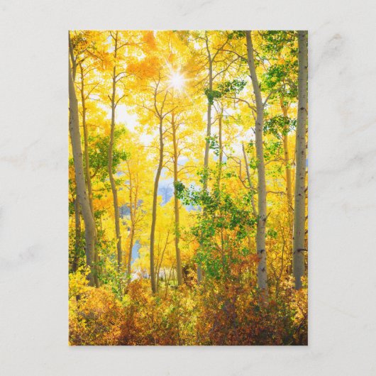 《植物》アスペンの木の秋 |シエラネバダ山脈（カリフォルニア州） ポストカード (正面)