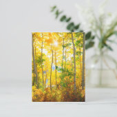 《植物》アスペンの木の秋 |シエラネバダ山脈（カリフォルニア州） ポストカード (スタンド正面)