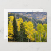 《植物》アスペンの木（ポピュラス・トレムロイデス）と針葉樹2 ポストカード (正面/裏面)