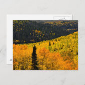 《植物》アスペンの木（ポピュラス・トレムロイデス）と針葉樹 ポストカード (正面/裏面)