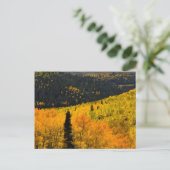 《植物》アスペンの木（ポピュラス・トレムロイデス）と針葉樹 ポストカード (スタンド正面)