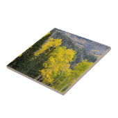 《植物》アスペンの木(Populus Tremuloides)と針葉樹2 タイル (側面)