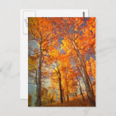 《植物》アスペンの栄光 ポストカード (正面/裏面)