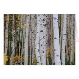 《植物》アスペンの秋