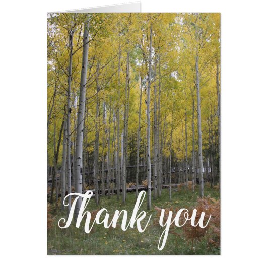 《植物》アスペンの黄色いグロー感謝していユー (正面)