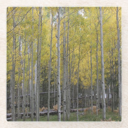 《植物》アスペンの黄色 ガラスコースター (正面)