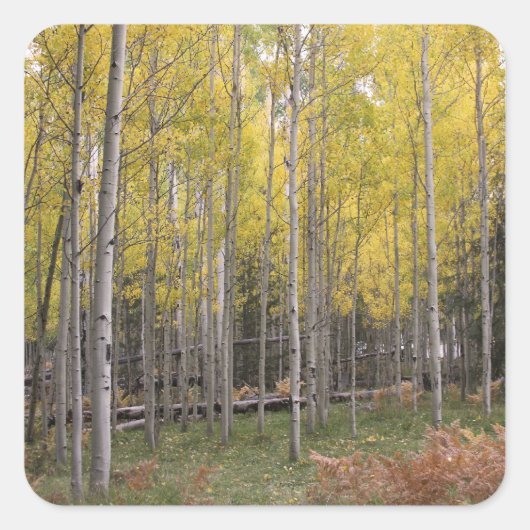 《植物》アスペンの黄色 スクエアシール (正面)