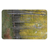 《植物》アスペンの黄色 マグネット (横)