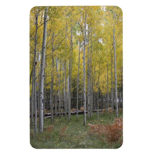 《植物》アスペンの黄色 マグネット (縦)