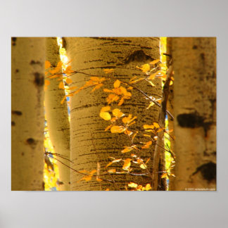 《植物》アスペンを閉じる ポスター