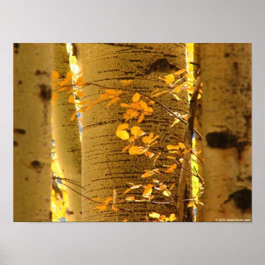 《植物》アスペンを閉じる ポスター (正面)