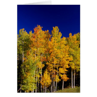 《植物》アスペンカード