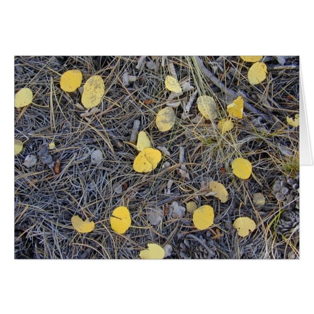 《植物》アスペングランドIIカード (正面横)