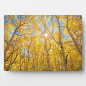 《植物》アスペンツリー |シエラネバダ山脈（カリフォルニア州） フォトプラーク (正面)