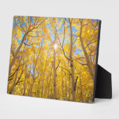 《植物》アスペンツリー |シエラネバダ山脈（カリフォルニア州） フォトプラーク (側面)