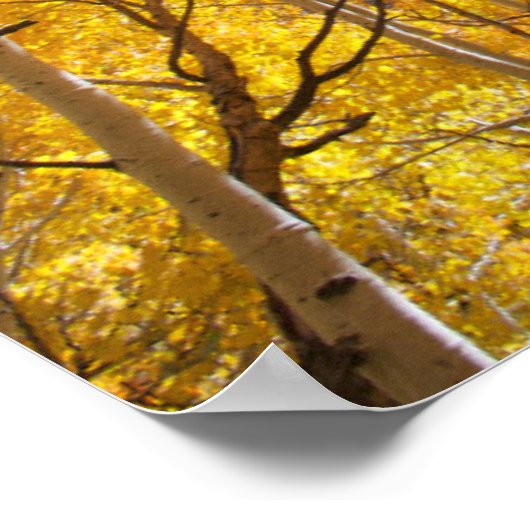 《植物》アスペンツリー |シエラネバダ山脈(カリフォルニア州) ポスター (角)