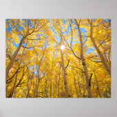 《植物》アスペンツリー |シエラネバダ山脈(カリフォルニア州) ポスター (正面)