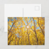 《植物》アスペンツリー |シエラネバダ山脈（カリフォルニア州） ポストカード (正面/裏面)