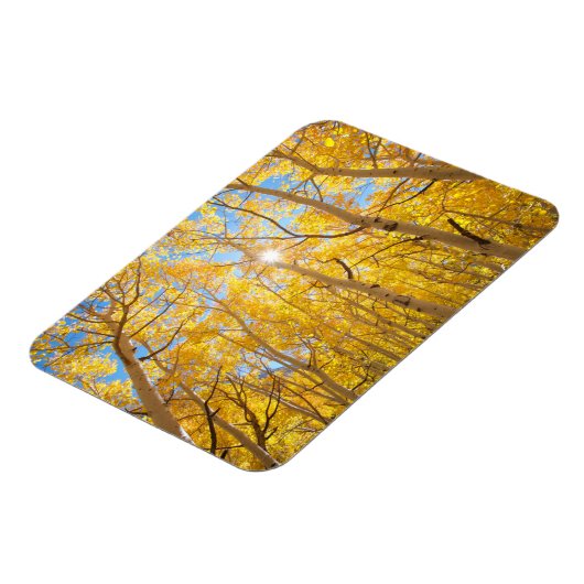 《植物》アスペンツリー |シエラネバダ山脈(カリフォルニア州) マグネット (左側)