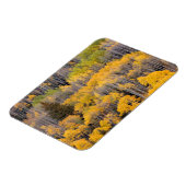 《植物》アスペンツリー |ホワイトリバー国有林 マグネット (左側)