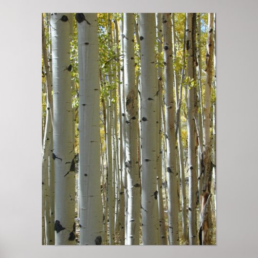 《植物》アスペントランクス垂直プリント ポスター (正面)