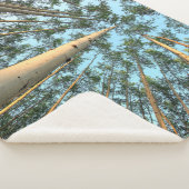 《植物》アスペントランクス葉と、ユーコン シェルパブランケット (3/4)