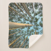 《植物》アスペントランクス葉と、ユーコン シェルパブランケット (正面)