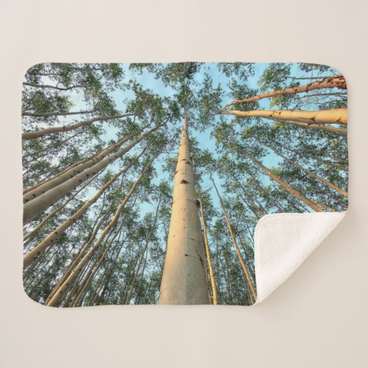 《植物》アスペントランクス葉と、ユーコン シェルパブランケット (正面(横))