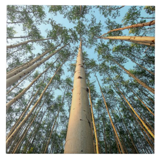 《植物》アスペントランクス葉と、ユーコン タイル (正面)