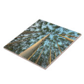 《植物》アスペントランクス葉と、ユーコン タイル (側面)