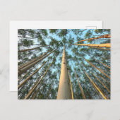 《植物》アスペントランクス葉と、ユーコン ポストカード (正面/裏面)