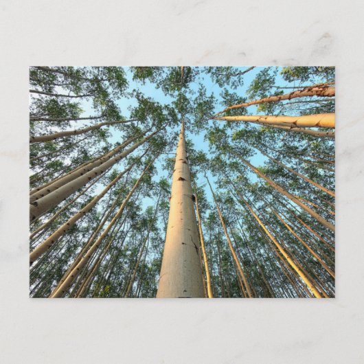 《植物》アスペントランクス葉と、ユーコン ポストカード (正面)