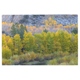 《植物》アスペンフォレスト秋 メタルプリント