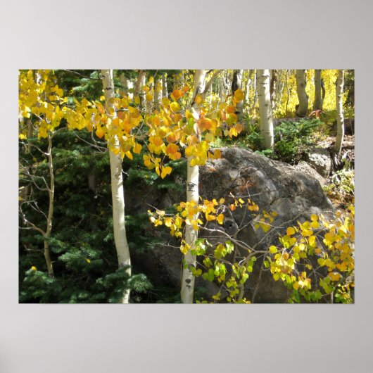 《植物》アスペンポスター ポスター (正面)