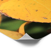 《植物》アスペンポプラ葉ルーの秋 ポスター (角)