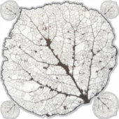 《植物》アスペンリーフスケルトン1 シール (正面)