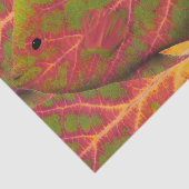 《植物》アスペンリーフトロピカルフィッシュ1 薄葉紙 (詳細)