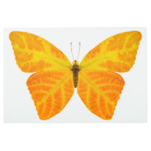 《植物》アスペンリーフバタフライ3