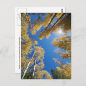 《植物》アスペン全のまわりに ポストカード (正面/裏面)