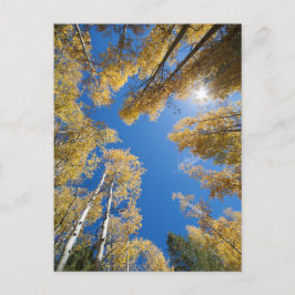 《植物》アスペン全のまわりに ポストカード