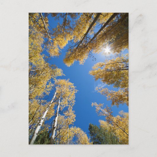 《植物》アスペン全のまわりに ポストカード (正面)