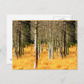 《植物》アスペン木はがき ポストカード (正面/裏面)